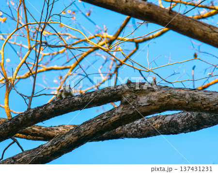 Squirrel on Pradoo Tree Branch in Golden Hour Light Against Blue Sky Squirrel on Pradoo Tree Branch in Golden Hour Light Against Blue Sky 137431231