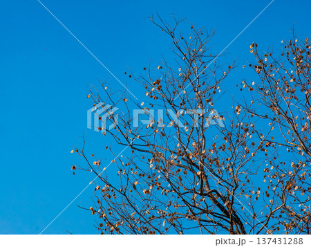 Bare Deciduous Tree Branches with Brown Seed Pods Against Clear Blue Sky 137431288
