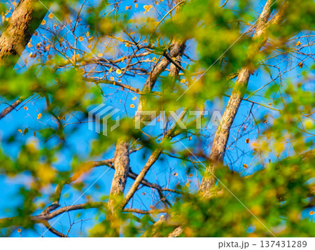 View Through Blurred Green Foliage to Pradoo Tree Branches Against Blue Sky 137431289