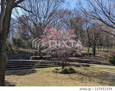 紅白の梅の花が満開になった豊ヶ丘北公園 紅白の梅の花が満開になった豊ヶ丘北公園 137431354