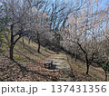 貝取山緑地（多摩の梅の名所） 137431356