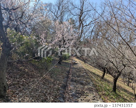 貝取山緑地(多摩の梅の名所) 貝取山緑地(多摩の梅の名所) 137431357
