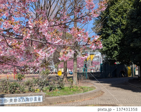 春の乞田貝取ふれあい広場 春の乞田貝取ふれあい広場 137431358