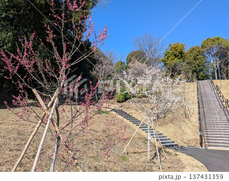 多摩中央公園の梅の里 137431359