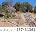 多摩中央公園の梅の里 137431361