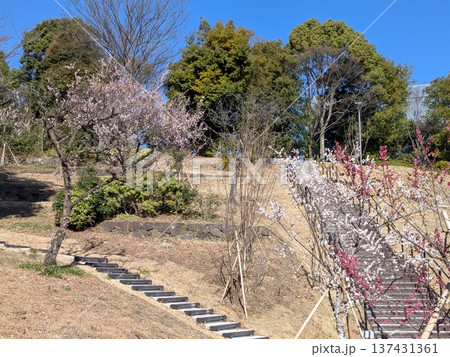 多摩中央公園の梅の里 137431361