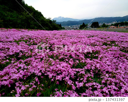 満開の芝桜と越後三山を背景に撮影 満開の芝桜と越後三山を背景に撮影 137431397
