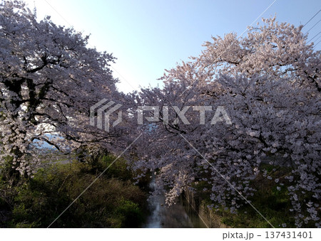 キレイに咲き誇る新江用水の桜並木 137431401