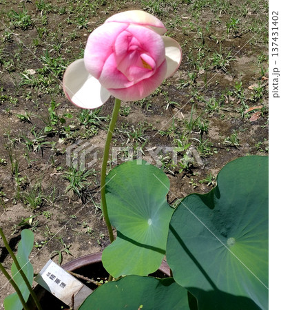 バラのような一風変わった蓮の花 137431402