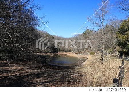 国営武蔵丘陵森林公園の風景 国営武蔵丘陵森林公園の風景 137431620