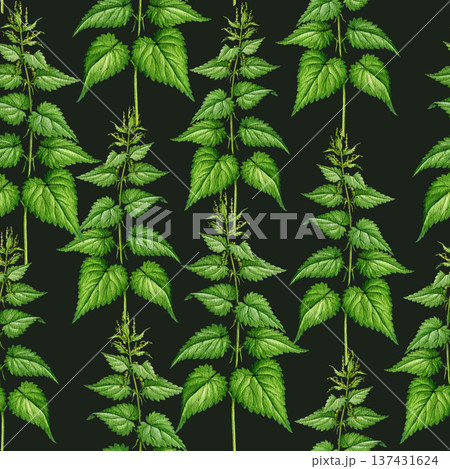 Stinging nettle plant seamless pattern hand drawn watercolor illustration. Urtica dioica vintage style botanical image. Nettle medicinal wild herb seamless pattern decor element on dark background 137431624