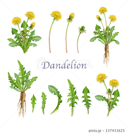Dandelion plant elements, root, leaves, flowers watercolor illustration set. Hand drawn botanical wildflower illustration. Dandelion medicinal herb element collection on white background 137431625