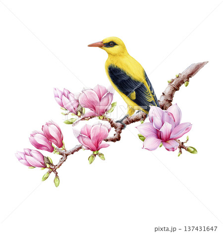 Golden oriole bird on blooming magnolia tree branch. Hand drawn oriolus oriolus vintage style watercolor illustration. Springtime mood pink magnolia flowers with European golden oriole bird 137431647