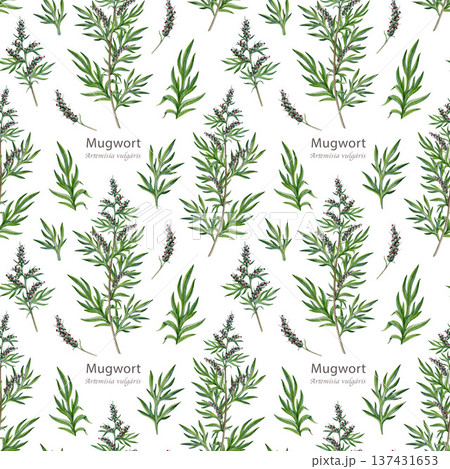 Mugwort plant seamless pattern element on white background. Hand drawn artemisia vulgaris medicinal herb watercolor illustration. Mugwort stem, leaves and flowers alternative herbal medicine element 137431653