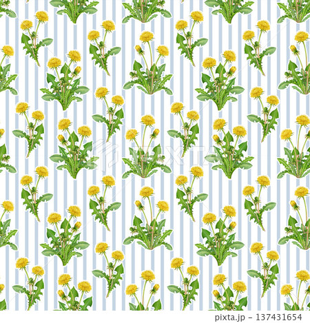 Blooming dandelion plants on striped background seamless pattern. Hand drawn watercolor illustration. Springtime blooming countryside bright wildflowers. Dandelion flowers elegant decoration element 137431654