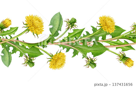 Yellow dandelion flowers with green leaves seamless border decor watercolor illustration. Hand drawn springtime wildflower elegant border decoration element. Blooming dandelions on white background Yellow dandelion flowers with green leaves seamless border decor watercolor illustration. Hand drawn springtime wildflower elegant border decoration element. Blooming dandelions on white background 137431656