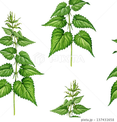 Nettle plant seamless pattern on white background. Hand drawn urtica dioica vintage style botanical watercolor illustration. Stinging nettle medicinal herb wildflower plant seamless pattern element 137431658