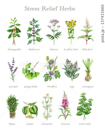 Stress relief medicinal herbs watercolor illustration set. Hand drawn medicinal plants for mental healing and brain relaxation on white background. Vintage style botanical collection 137431660