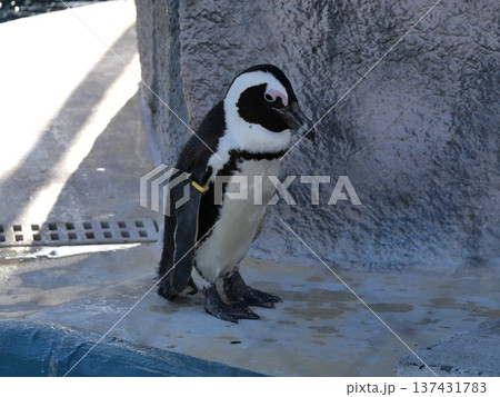 動物園にいるペンギン 動物園にいるペンギン 137431783