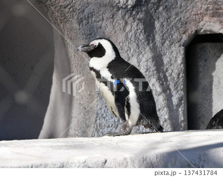 岩に立つペンギン 137431784