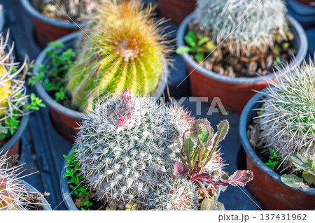 Cactus Collection Diverse Varieties in Pots at a Nursery, Spiky Wonders and Desert Gems 137431962