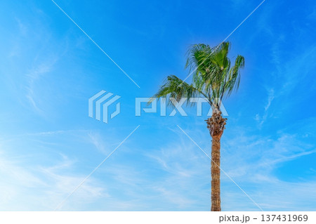 Serene Tropical Getaway Palm Tree Against a Vibrant Blue Sky with Wispy Clouds. Ideal Vacation Serene Tropical Getaway Palm Tree Against a Vibrant Blue Sky with Wispy Clouds. Ideal Vacation 137431969