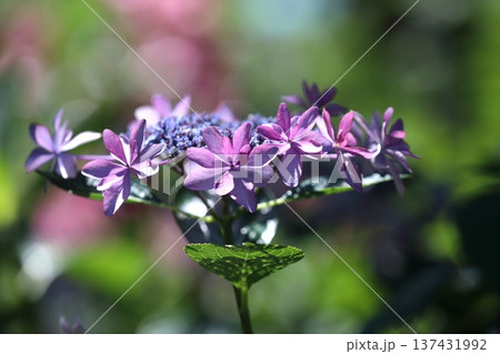 紫陽花 137431992