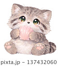 【夏】貝殻を持ったマヌルネコのイラスト 137432060