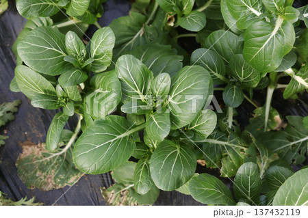 風に揺れる小松菜 137432119