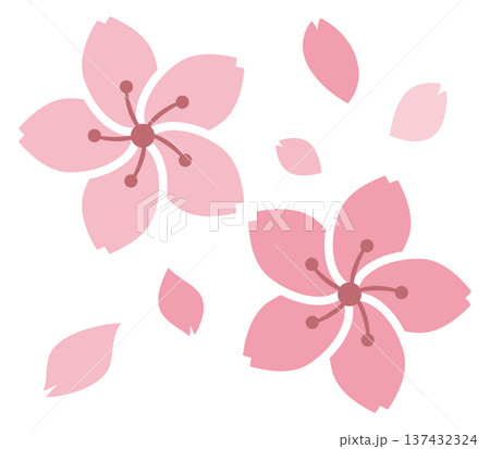 桜の花と花びら 137432324