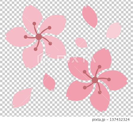 桜の花と花びら 137432324