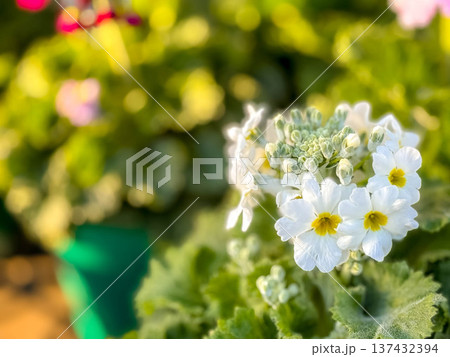 午後の日差しを浴びて~可愛らしいプリムラの花~ 午後の日差しを浴びて~可愛らしいプリムラの花~ 137432394