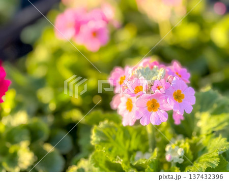 午後の日差しを浴びて~可愛らしいプリムラの花~ 午後の日差しを浴びて~可愛らしいプリムラの花~ 137432396
