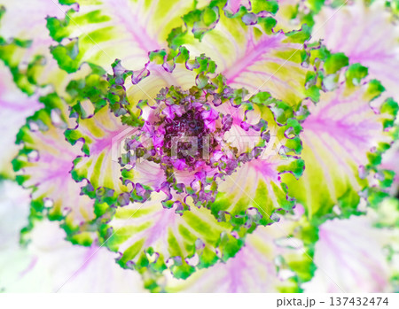 春の日差しを浴びて輝く満開の葉牡丹の花 137432474