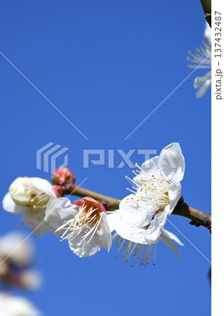 梅の花 137432487