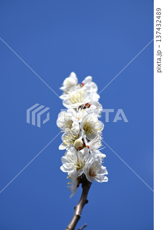 梅の花 梅の花 137432489