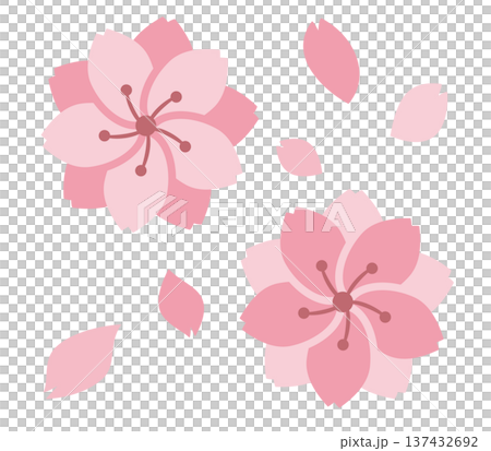 Double cherry blossoms and petals Double cherry blossoms and petals 137432692