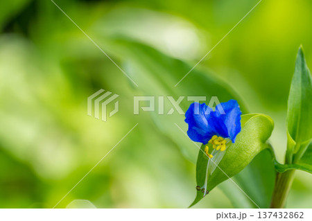 7月の蛍草 7月の蛍草 137432862