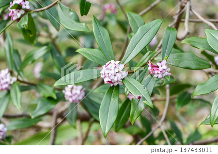 ジンチョウゲ　Winter Daphne 137433011