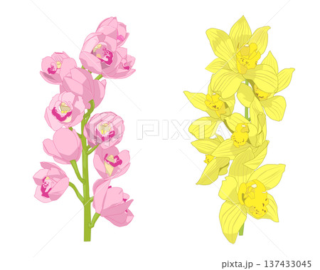 ピンク色と黄色のシンビジウム 137433045
