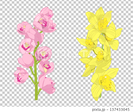 ピンク色と黄色のシンビジウム 137433045