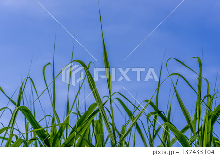 夏草や 夏草や 137433104