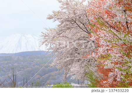 北海道共和町、堀株川沿いの桜並木と羊蹄山【5月】 北海道共和町、堀株川沿いの桜並木と羊蹄山【5月】 137433220