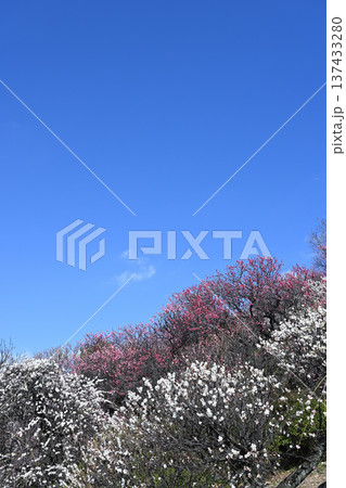 梅の花 梅の花 137433280