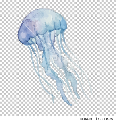 Watercolor style jellyfish illustration Watercolor style jellyfish illustration 137434080