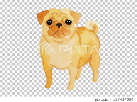 水彩風のパグのイラスト 水彩風のパグのイラスト 137434084