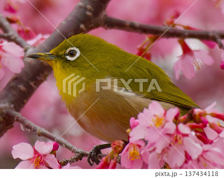 河津桜にとまるメジロ 春の日本の野鳥 137434118