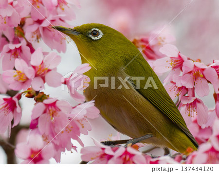 河津桜にとまるメジロ 春の日本の野鳥 137434120