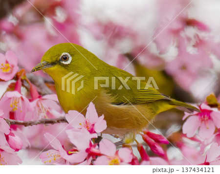 河津桜にとまるメジロ 春の日本の野鳥 河津桜にとまるメジロ 春の日本の野鳥 137434121