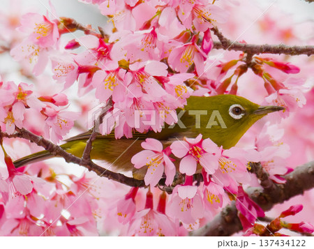 河津桜にとまるメジロ 春の日本の野鳥 137434122